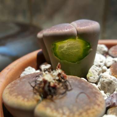 Lithops Aucampiae