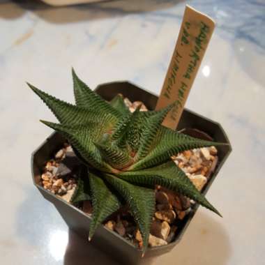 Haworthiopsis limifolia syn. Haworthia limifolia