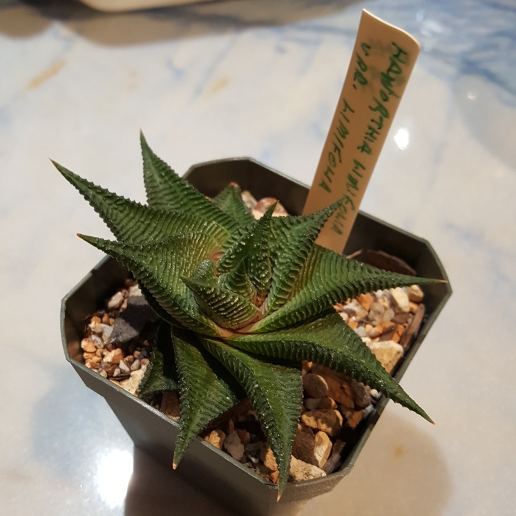 plant image 1197533