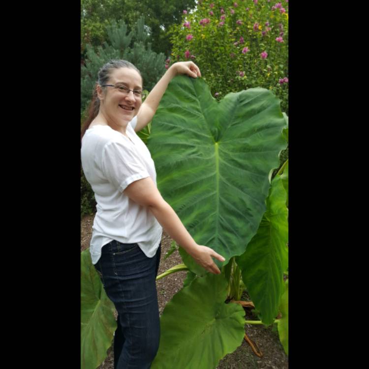 Plant image Colocasia esculenta  syn. Colocasia antiquorum