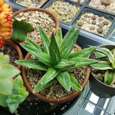Agave 'victoriae-reginae'