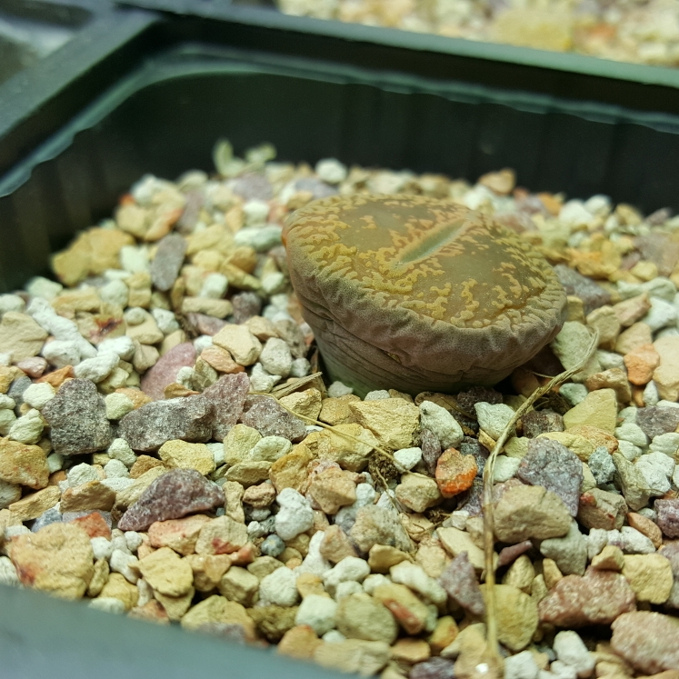 plant image 1218440
