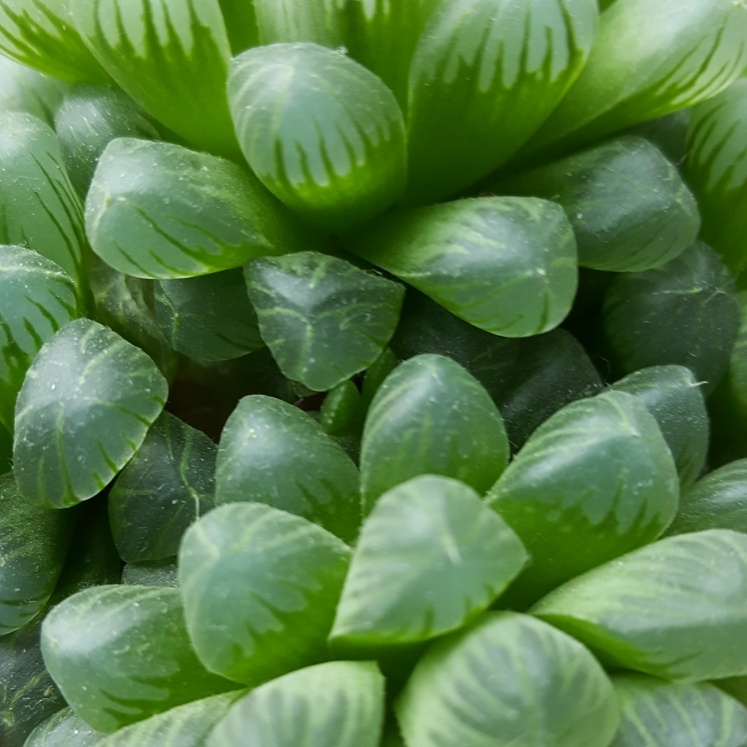 plant image 1224452 plant image 1224452