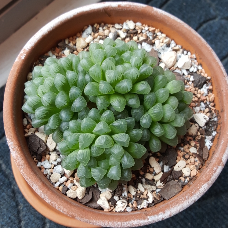 plant image 1224460 plant image 1224460