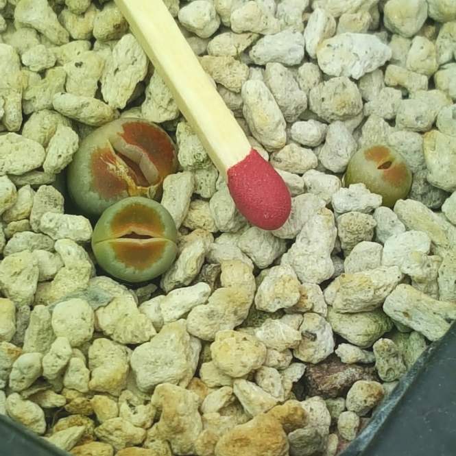 plant image 1227043 plant image 1227043