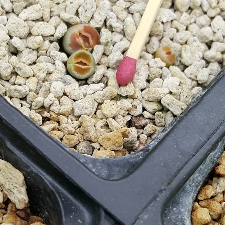 plant image 1232359 plant image 1232359