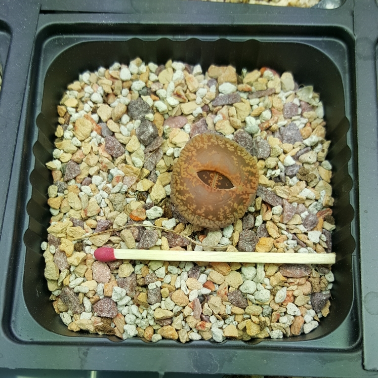 plant image 1232367