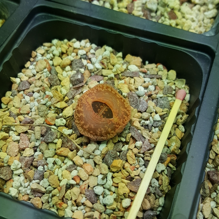 plant image 1243159