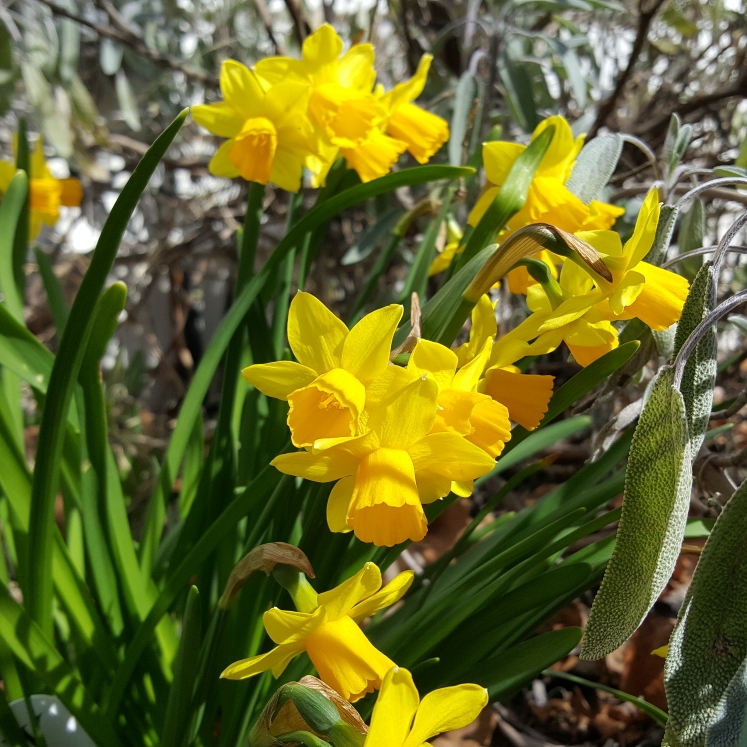 plant image 1246478