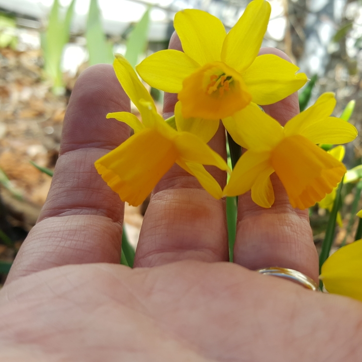plant image 1246479
