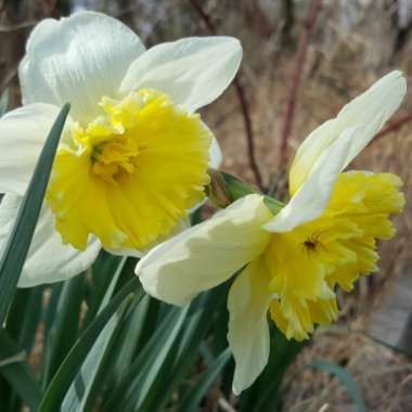 Narcissus 'Ice Follies'