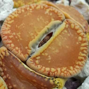 Lithops Aucampiae