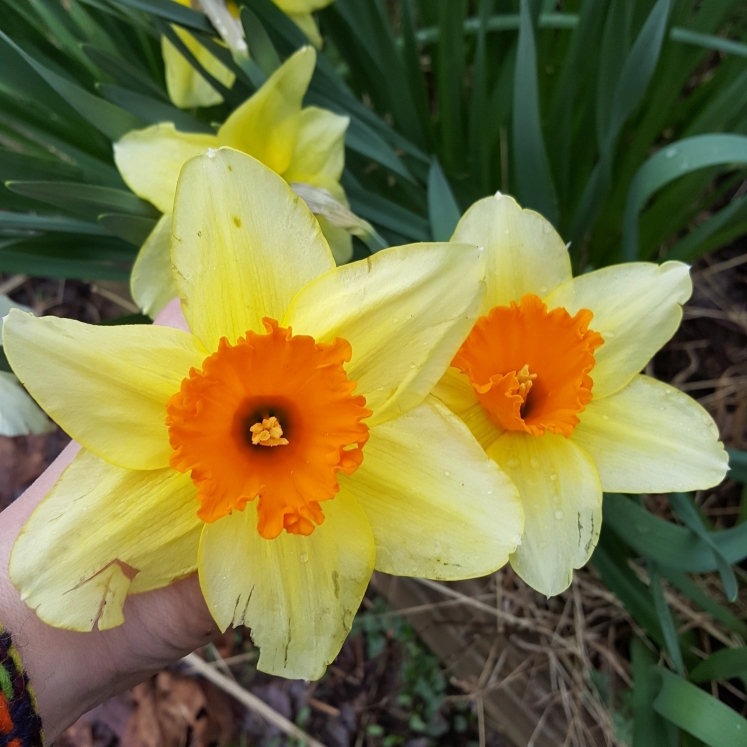 Plant image Narcissus 'Hollywood'