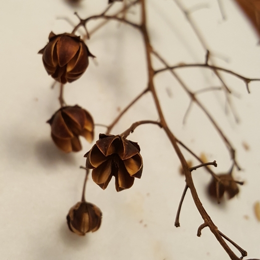 plant image 1256966