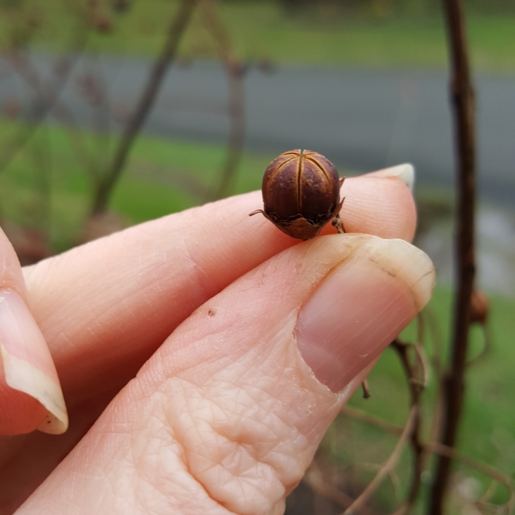 plant image 1256967
