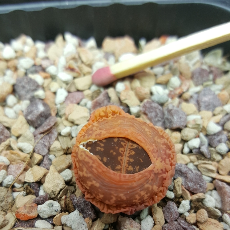 plant image 1256977