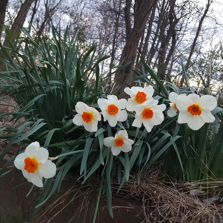plant image 1257504