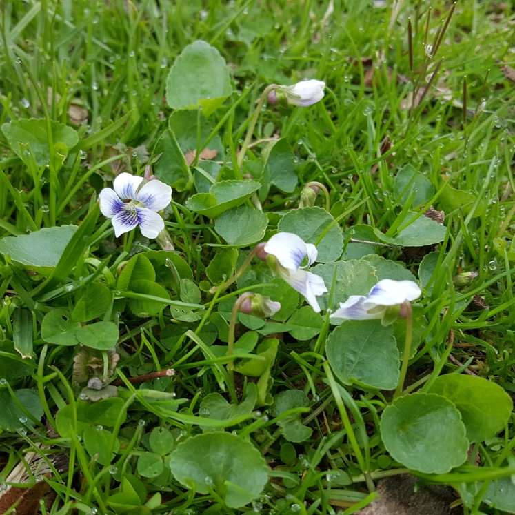 plant image 1260528 plant image 1260528
