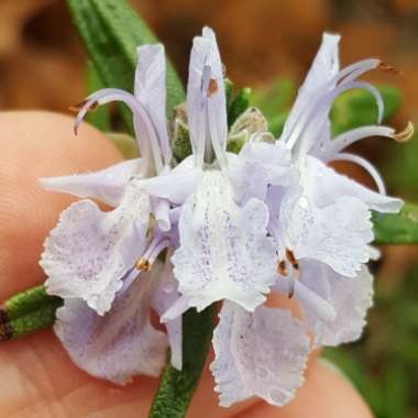 Salvia rosmarinus (Prostratus Group) syn. Rosmarinus officinalis (Prostratus Group)
