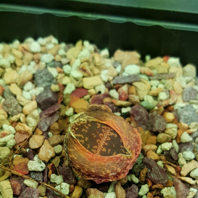plant image 1263511