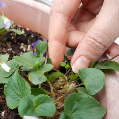 Viola odorata