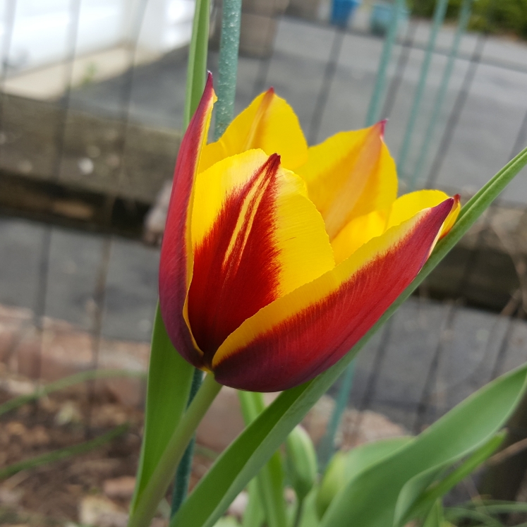 plant image 1264237 plant image 1264237