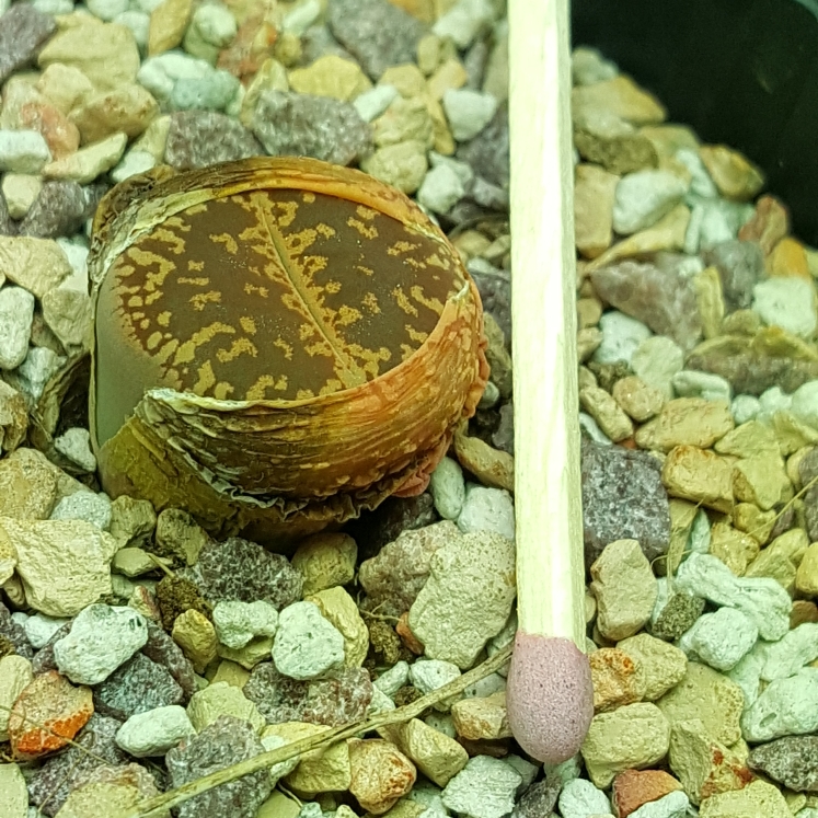 plant image 1264414