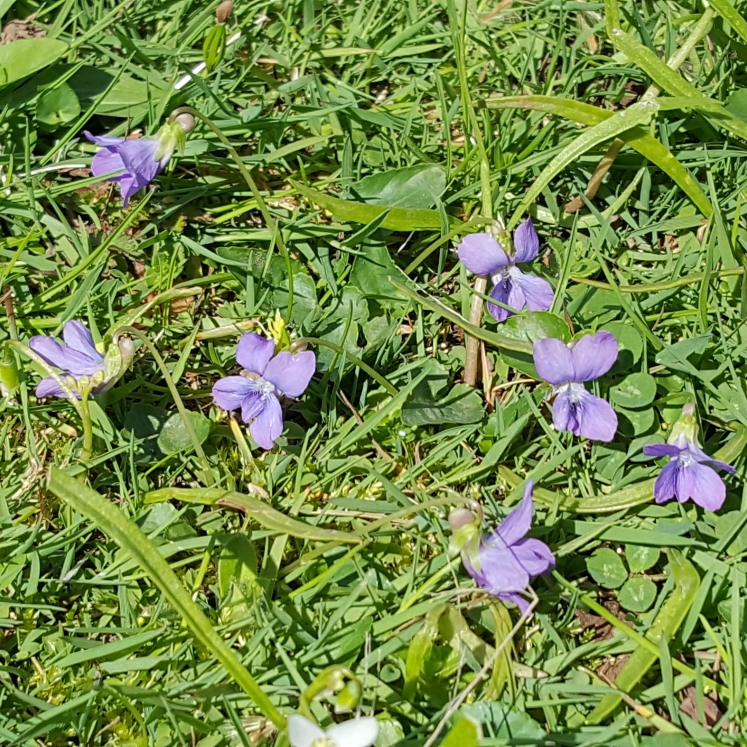 plant image 1266394 plant image 1266394