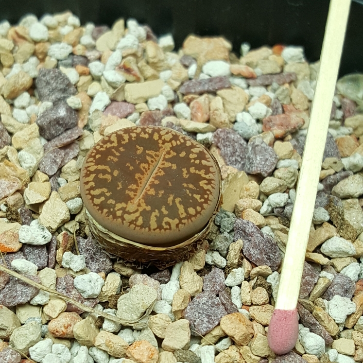 plant image 1269481
