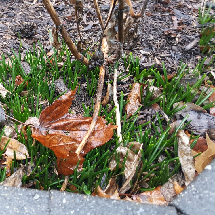 plant image 1271967