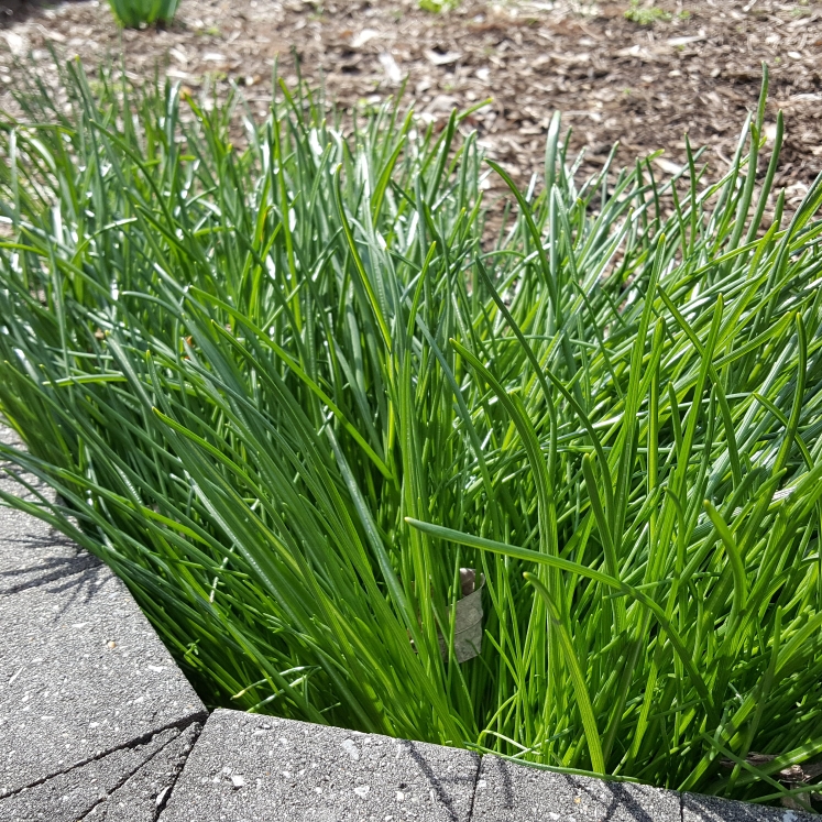 plant image 1271970