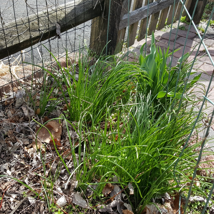 plant image 1271971