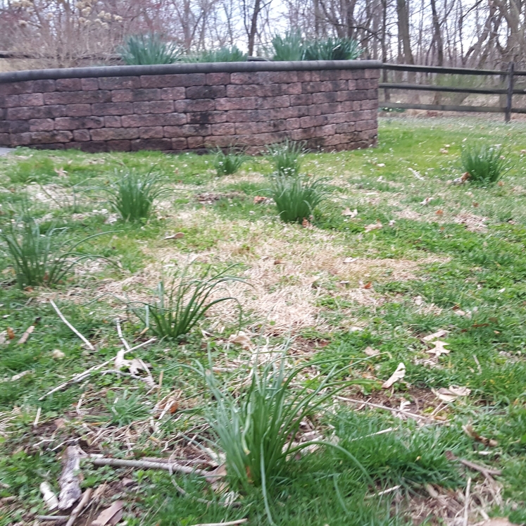 plant image 1271972
