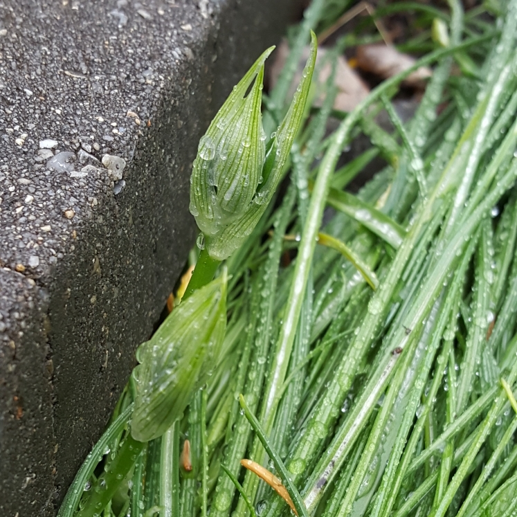 plant image 1271975