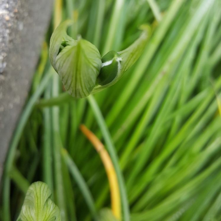 plant image 1271977