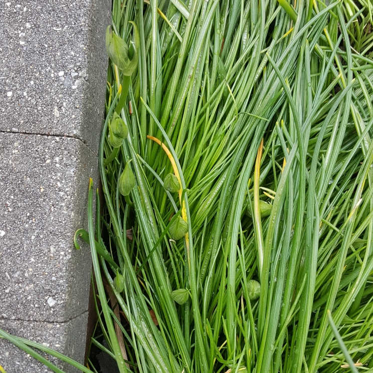 plant image 1271978