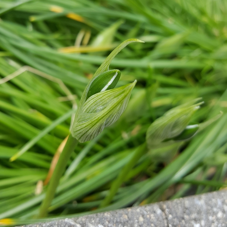 plant image 1271980