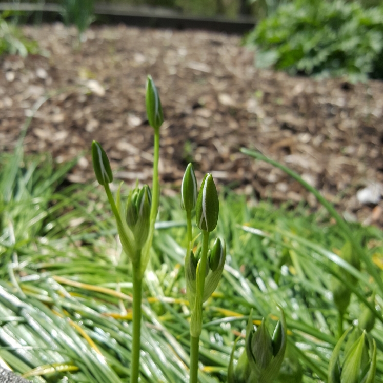 plant image 1271982