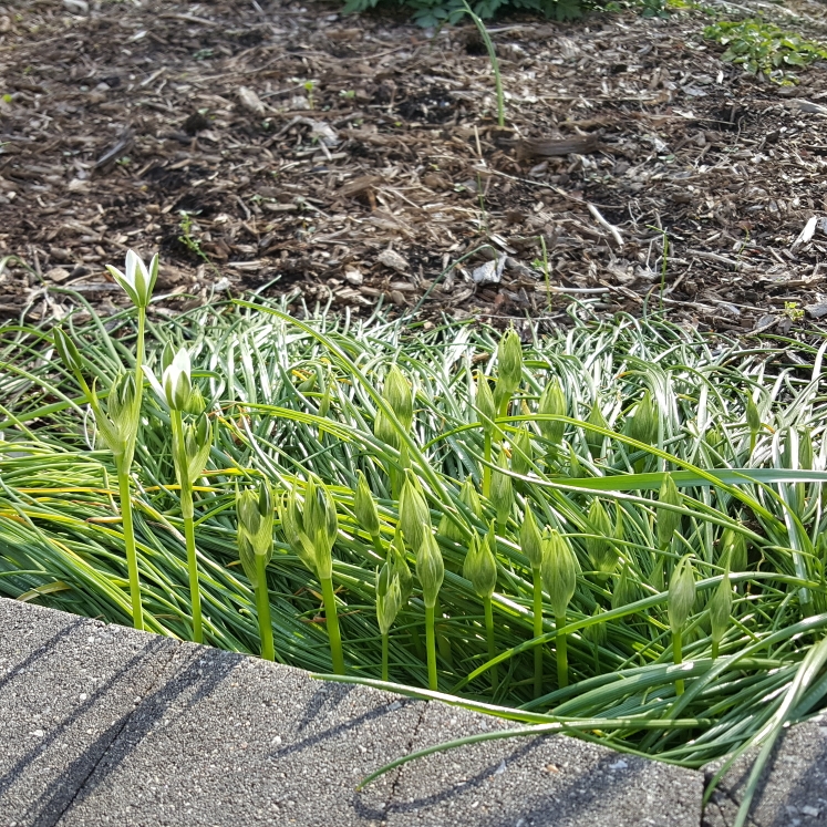 plant image 1271983