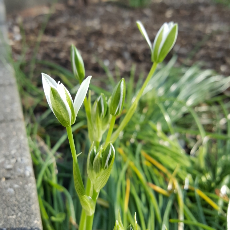 plant image 1271984