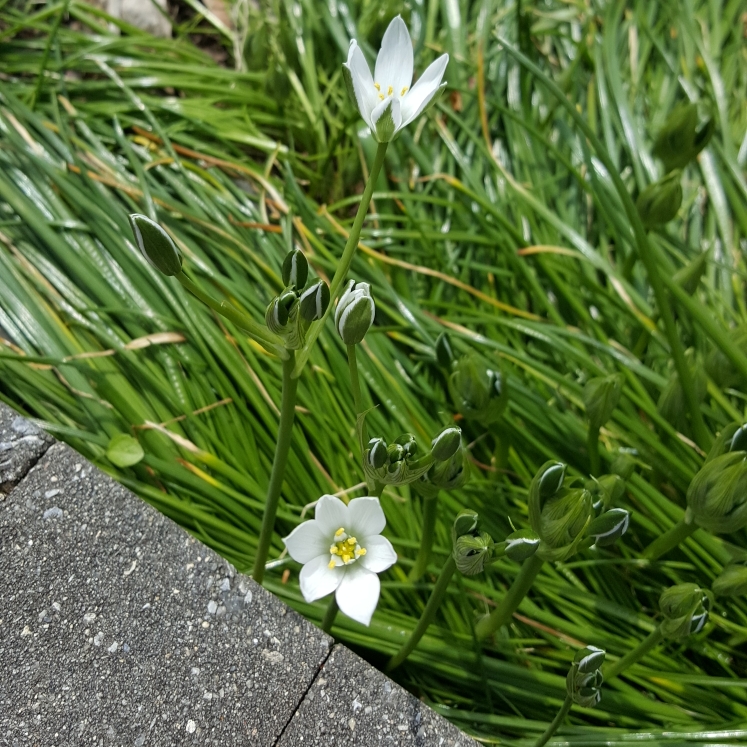 plant image 1271985