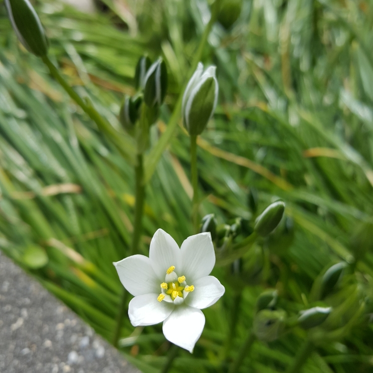 plant image 1271986