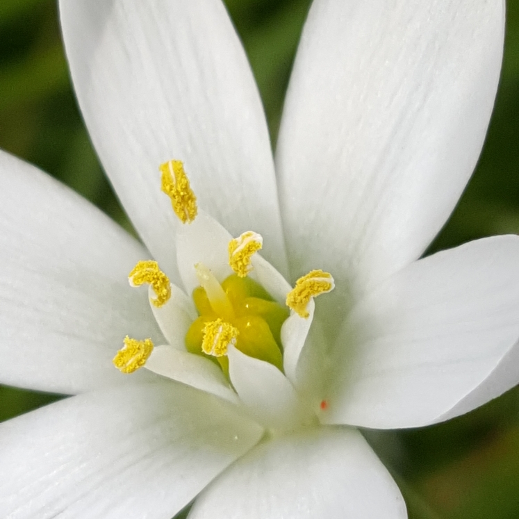 plant image 1271989
