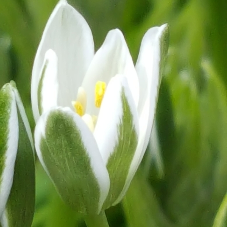 plant image 1271990