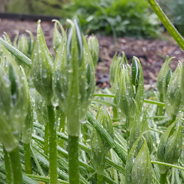 plant image 1272611