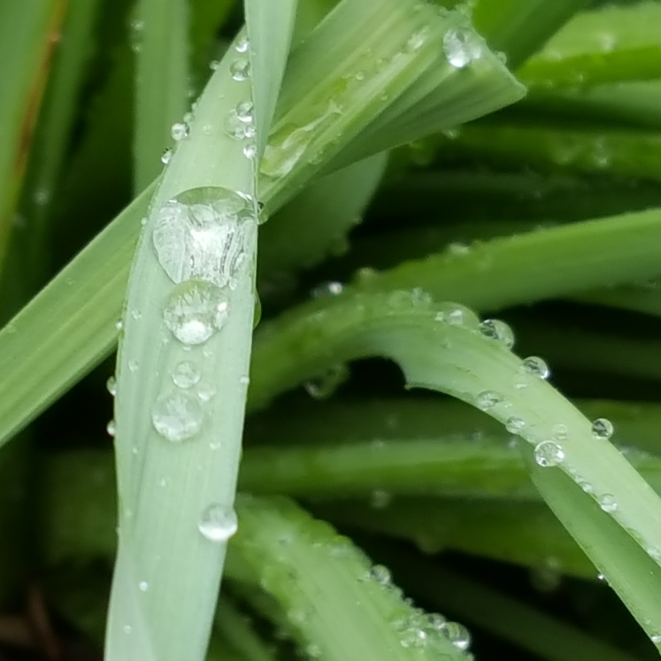 plant image 1272618 plant image 1272618