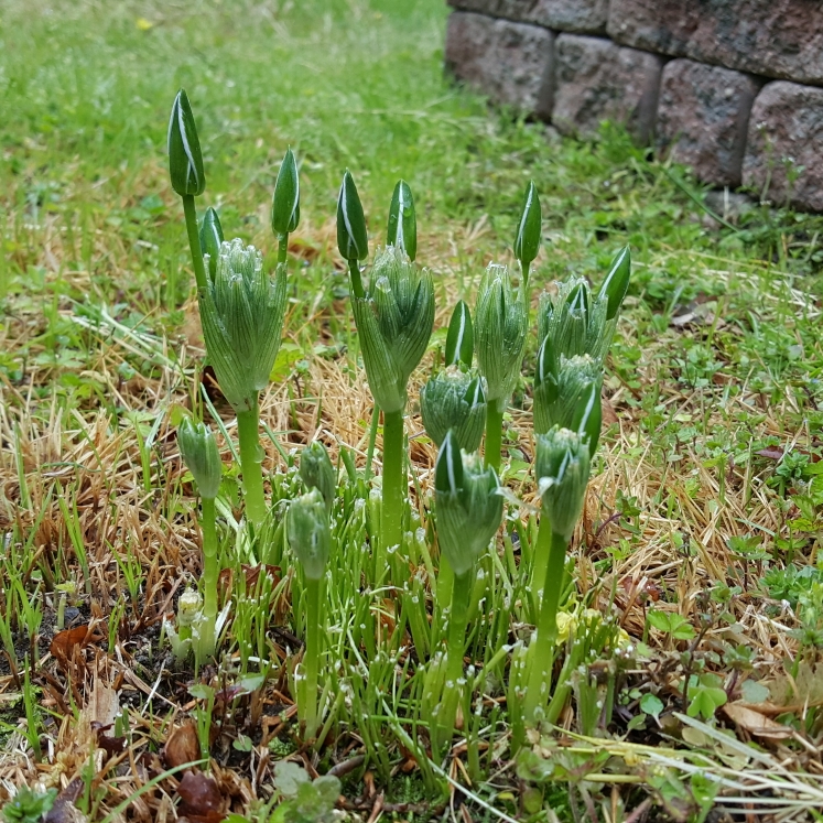 plant image 1272623