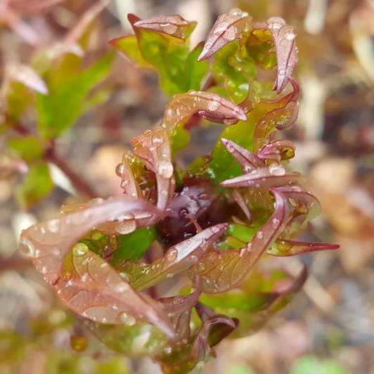 plant image 1272633 plant image 1272633
