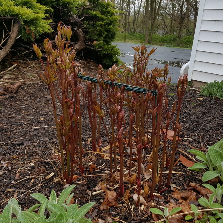 plant image 1272636 plant image 1272636