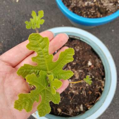 Ficus carica 'Chicago Hardy' syn. Ficus carica 'Chicago', Ficus carica 'Hardy Chicago'